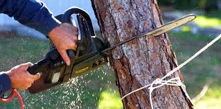 How Our Tree Care Process Works  in  Level Green, PA