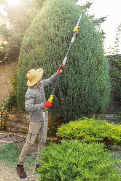 Reliable Level Green, PA Tree Removal Solutions